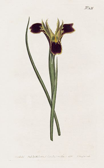1800 Curtis Snakes Head Iris