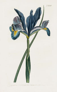 1800 Curtis Spanish Flag - Panteek Antique Prints