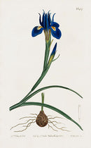 1800 Curtis Spanish Nut - Panteek Antique Prints