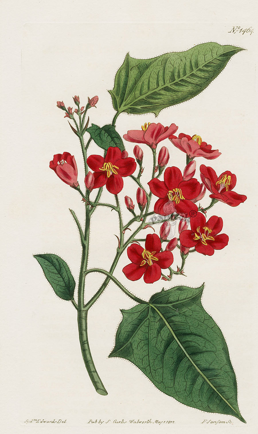 1800 Curtis Spicy Jatropha