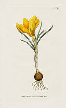 1800 Curtis Spring Crocus - Panteek Antique Prints