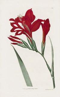 1800 Curtis Superb Gladiolus - Panteek Antique Prints