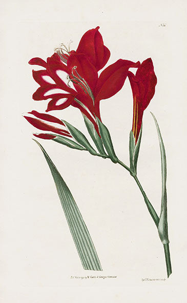 1800 Curtis Superb Gladiolus