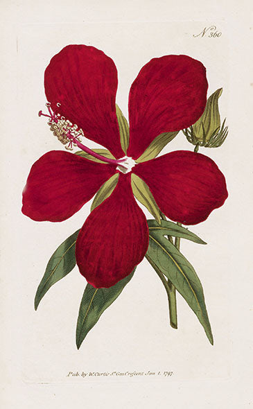 1800 Curtis Superb Hibiscus