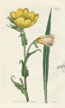 1800 Curtis Sweet-scented Aenothera - Panteek Antique Prints