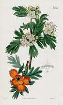 1800 Curtis Sweet-scented Hawthorn - Panteek Antique Prints