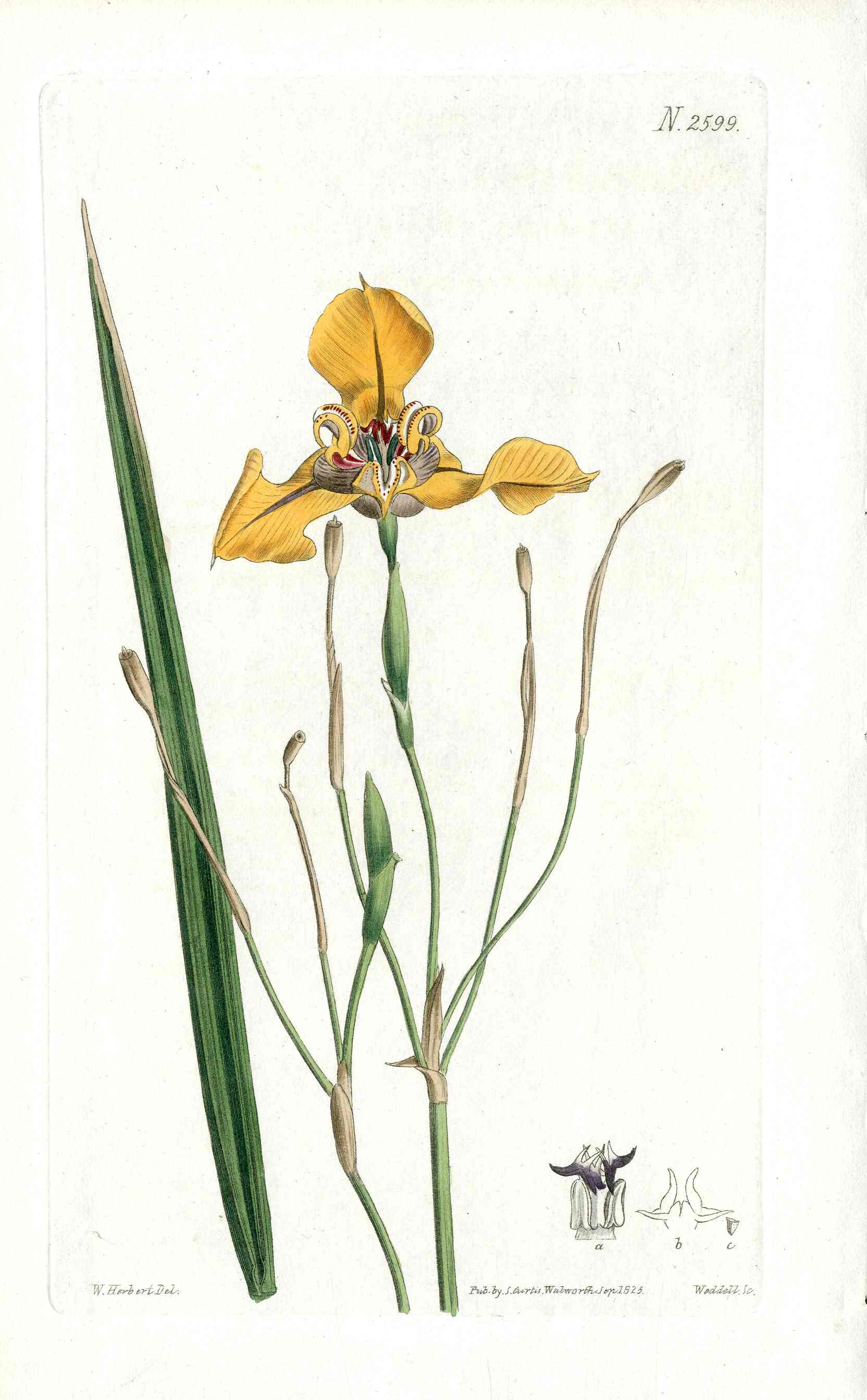 1800 Curtis Tiger Flower