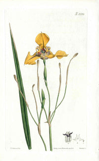 1800 Curtis Tiger Flower - Panteek Antique Prints