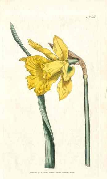 1800 Curtis Tulip