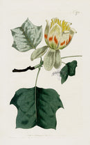 1800 Curtis Tulip Tree - Panteek Antique Prints