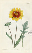 1800 Curtis Two-coloured Calardia - Panteek Antique Prints