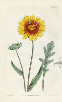 1800 Curtis Two-coloured Calardia - Panteek Antique Prints