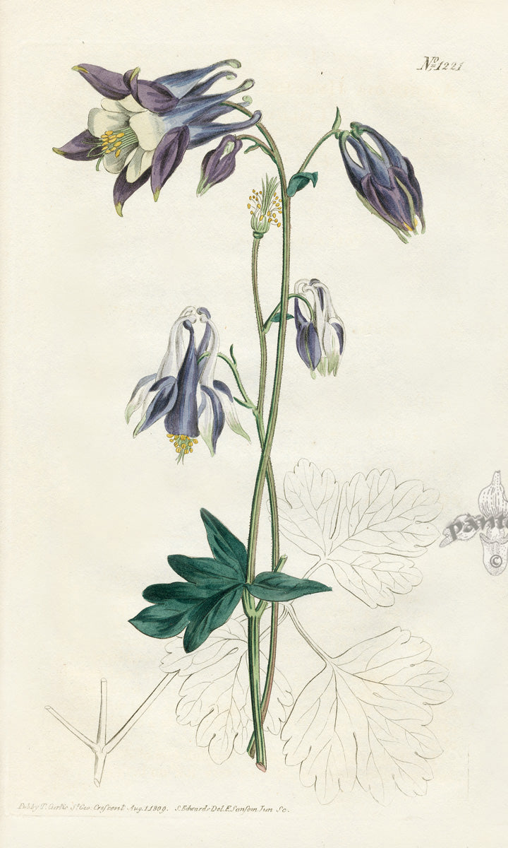 1800 Curtis Two-Coloured Columbine