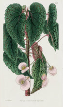 1800 Curtis Two-petaled Begonia - Panteek Antique Prints