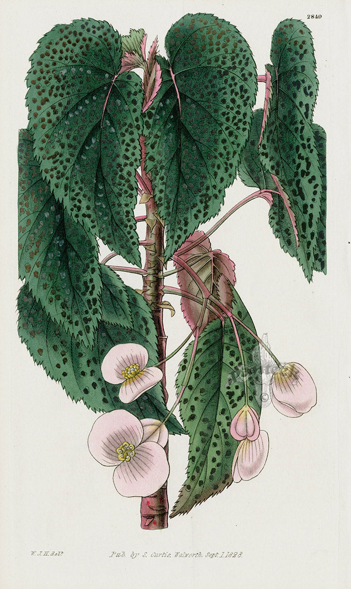1800 Curtis Two-petaled Begonia