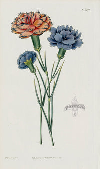 1800 Curtis Varieties of Picotees - Panteek Antique Prints