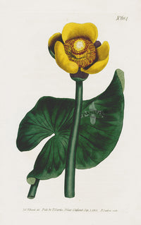 1800 Curtis Water Lily - Panteek Antique Prints