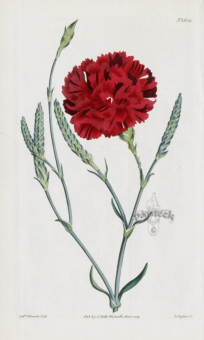 1800 Curtis Wheat-ear Carnation