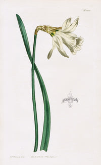 1800 Curtis White Daffodil - Panteek Antique Prints