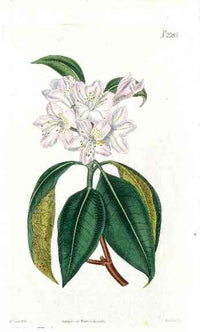 1800 Curtis White Rhododendron - Panteek Antique Prints