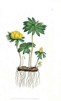 1800 Curtis Winter Hellebore - Panteek Antique Prints