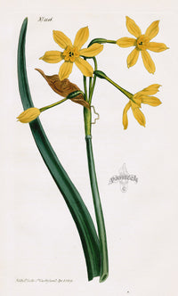 1800 Curtis Yellow Daffodil - Panteek Antique Prints