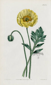 1800 Curtis Yellow-flowered naked-stalked Poppy - Panteek Antique Prints