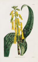 1800 Curtis Yellow Lachenalia - Panteek Antique Prints