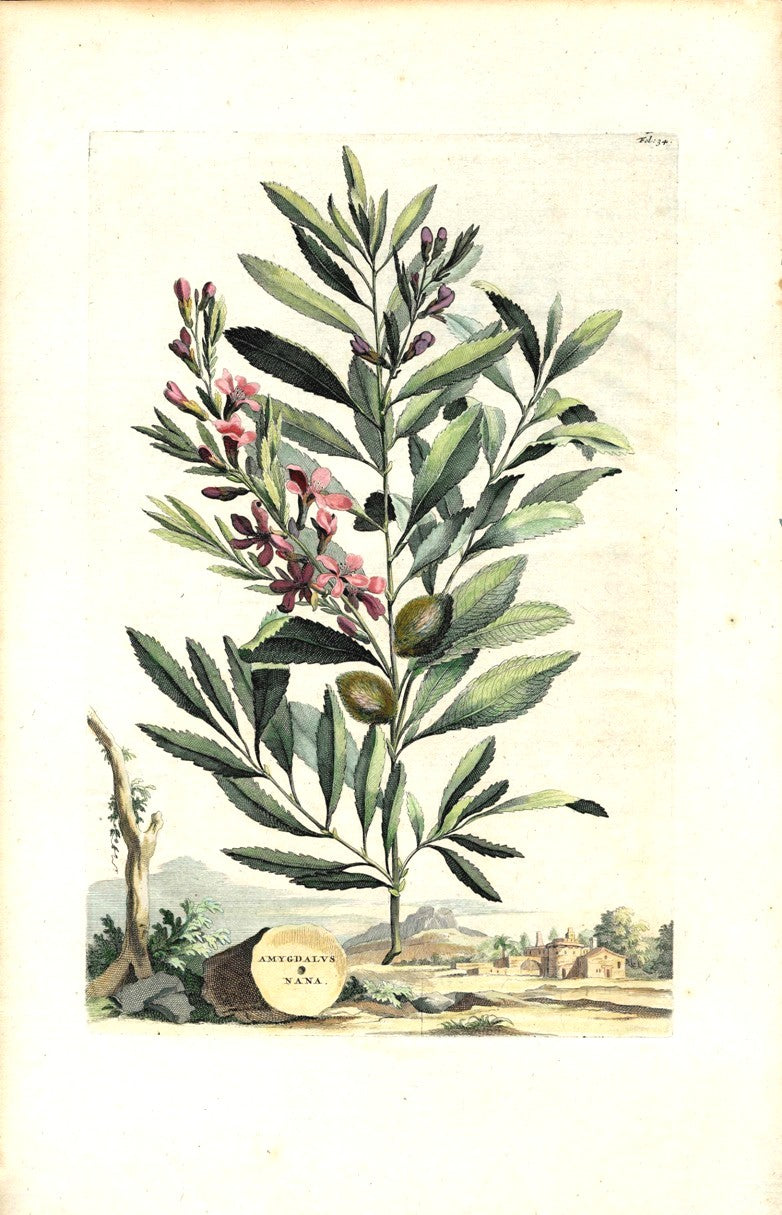 Abraham Munting 1796 Print Amygdalus Nana