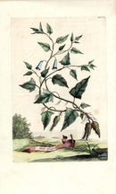 Abraham Munting 1796 Print Batata purgativae - Panteek Antique Prints