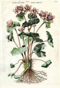 Abraham Munting 1796 Print Caltha Palustris - Panteek Antique Prints