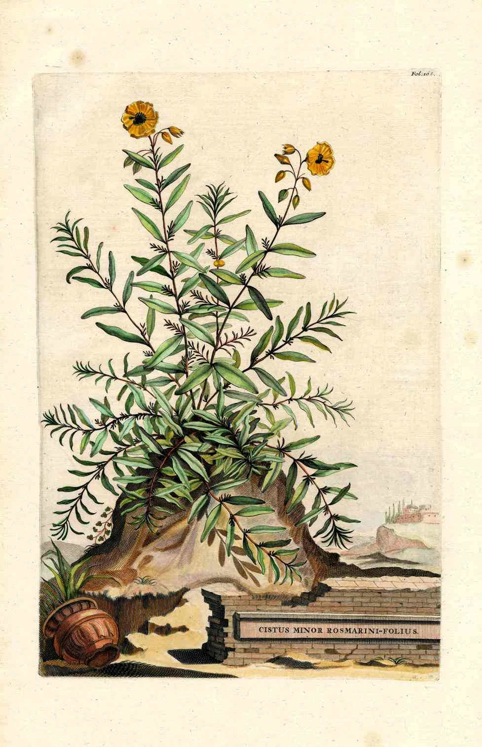 Abraham Munting 1796 Print Cistus Rosmarini