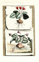 Abraham Munting 1796 Print Cyclamen Vernum - Panteek Antique Prints