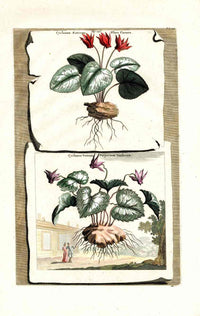 Abraham Munting 1796 Print Cyclamen Vernum - Panteek Antique Prints