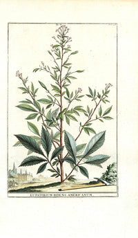 Abraham Munting 1796 Print Eupatorium Americanum - Panteek Antique Prints