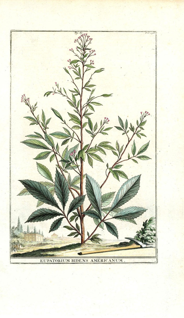 Abraham Munting 1796 Print Eupatorium Americanum