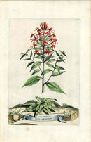 Abraham Munting 1796 Print Flos Cardinalis - Panteek Antique Prints