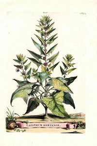 Abraham Munting 1796 Print Lapathum Hortense - Panteek Antique Prints