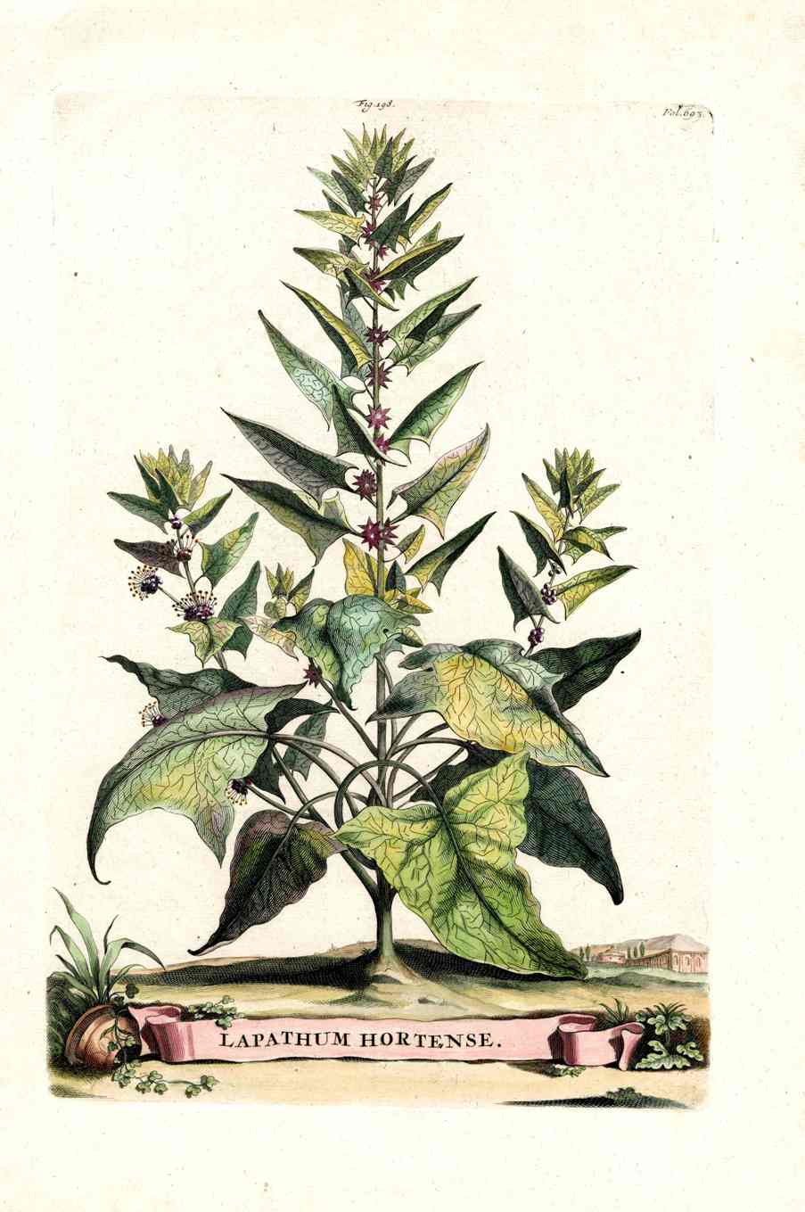 Abraham Munting 1796 Print Lapathum Hortense