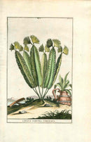 Abraham Munting 1796 Print Lingua Cervina - Panteek Antique Prints