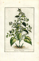 Abraham Munting 1796 Print Melissa Variegata - Panteek Antique Prints