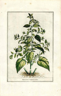 Abraham Munting 1796 Print Melissa Variegata - Panteek Antique Prints