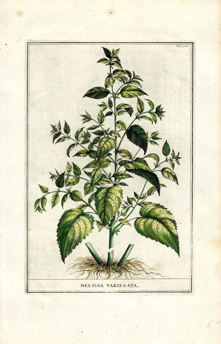 Abraham Munting 1796 Print Melissa Variegata