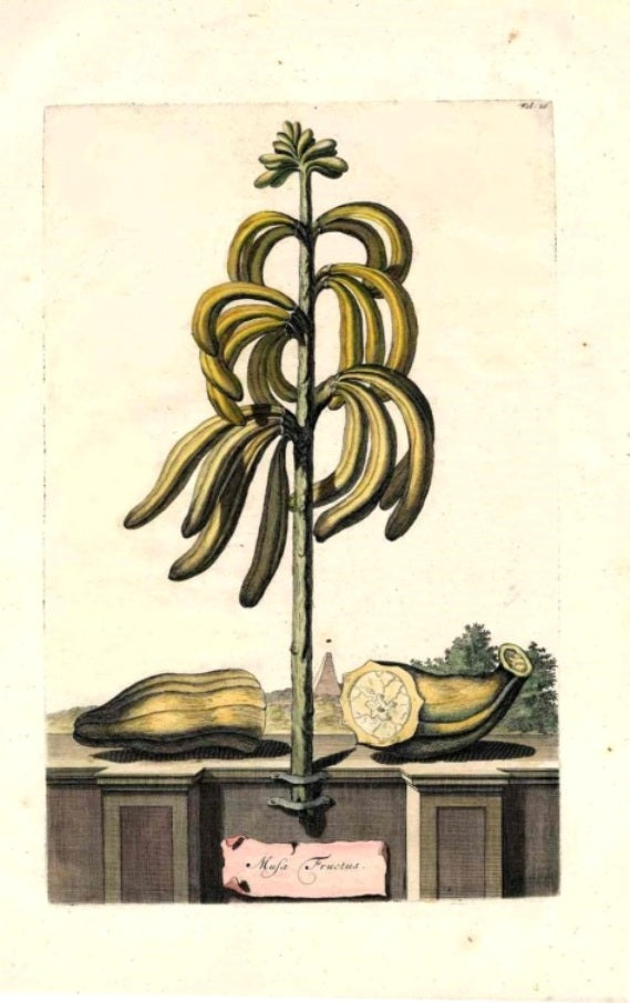 Abraham Munting 1796 Print Musa Fructus, Banana