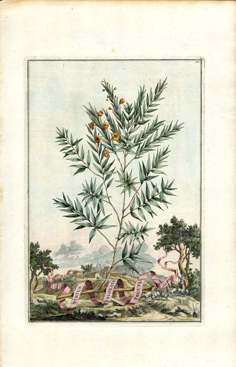 Abraham Munting 1796 Print Myrtus Performata