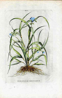 Abraham Munting 1796 Print Phlangium Virginianum - Panteek Antique Prints