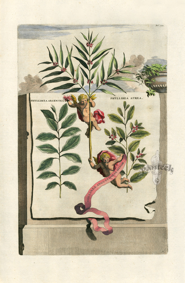 Abraham Munting 1796 Print Phyllirea Aurea