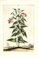 Abraham Munting 1796 Print Scammonea Monspeliensium - Panteek Antique Prints