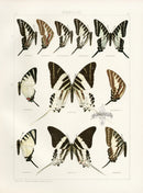 Adalbert Seitz  Androcles, Permatus Swallowtail Butterflies Print - Panteek Antique Prints