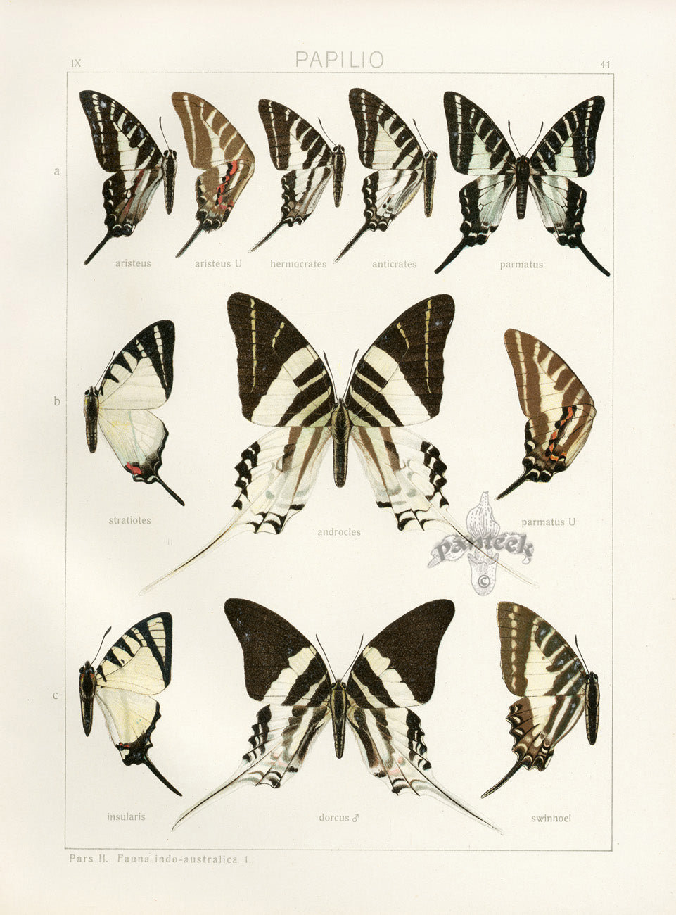 Adalbert Seitz  Androcles, Permatus Swallowtail Butterflies Print
